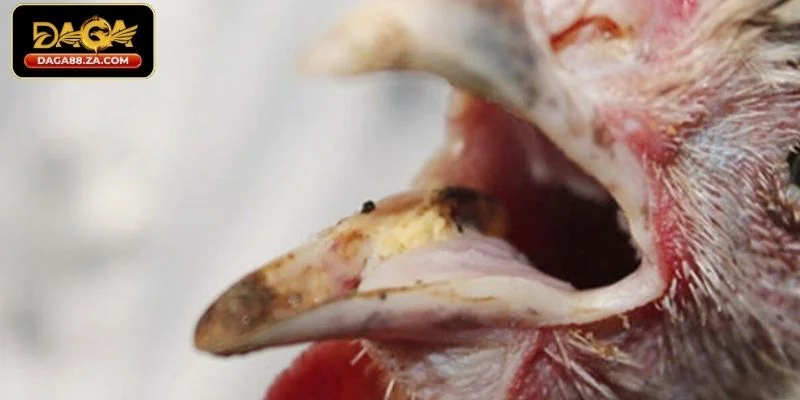 Bệnh nấm ở gà là gì?