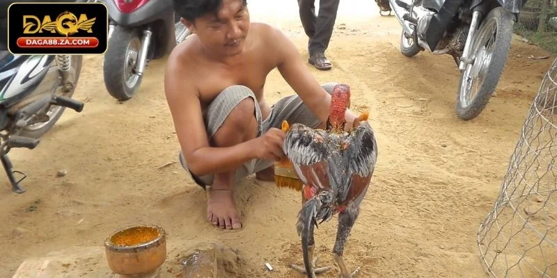 Các bước huấn luyện gà đá cơ bản cho sư kê