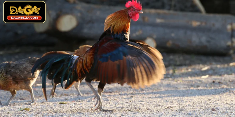 Các đặc điểm quan trọng trong cách chọn vảy gà đá