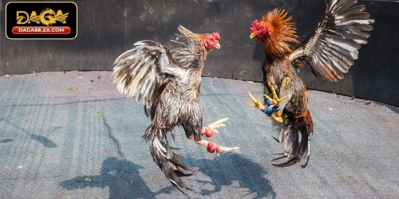 Các loại kèo cơ bản trong đá gà chọi online