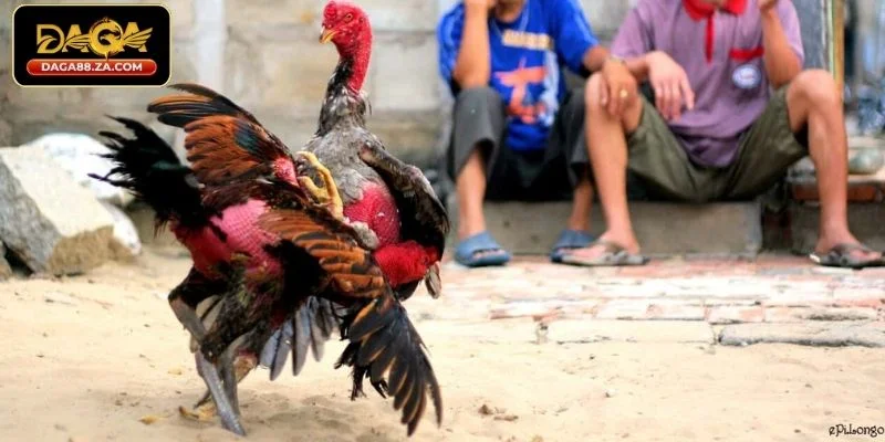 Cách chọn gà đá theo màu lông chuẩn từ sư kê DAGA88