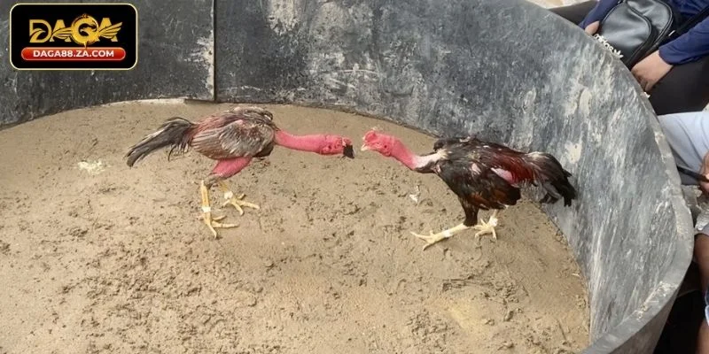 Cách đọc và phân tích kèo đá gà chuẩn tại DAGA88