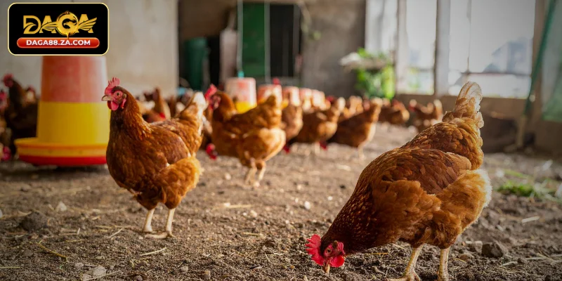 Cách làm chuồng cho gà đá đơn giản, hiệu quả