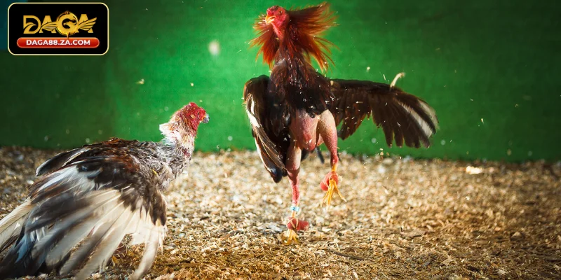 Cách nuôi gà đá có lực không phải ai cũng biết