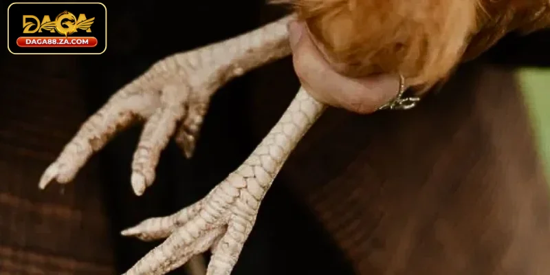 Cách xem tướng gà chi tiết a - z theo từng bộ phận