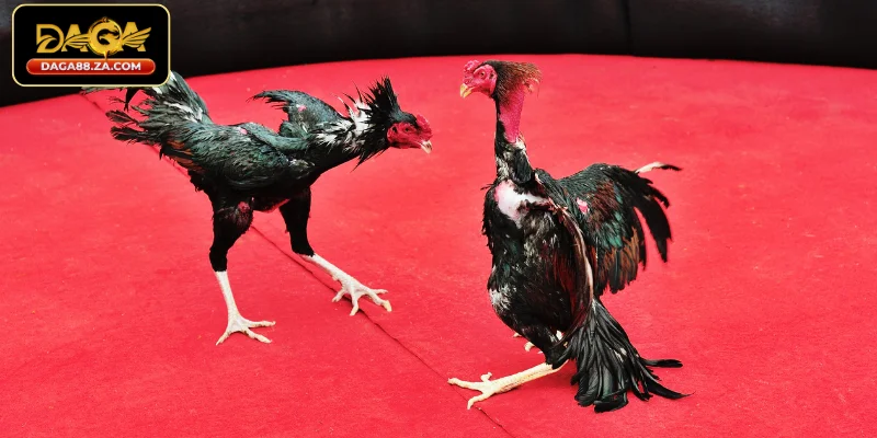 Cập nhật thông tin liên tục - Kinh nghiệm cá cược đá gà hiệu quả