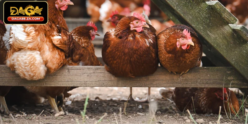 Chăm sóc gà chọi sau khi xổ giun hiệu quả