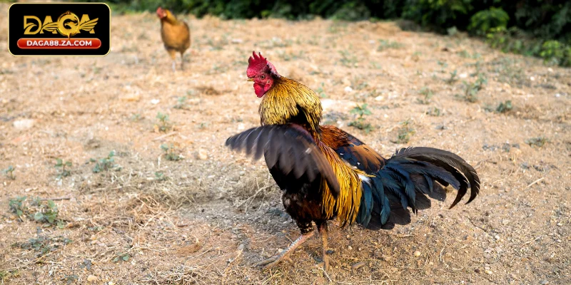 Chế độ chăm sóc sau thi đấu tái tạo thể lực