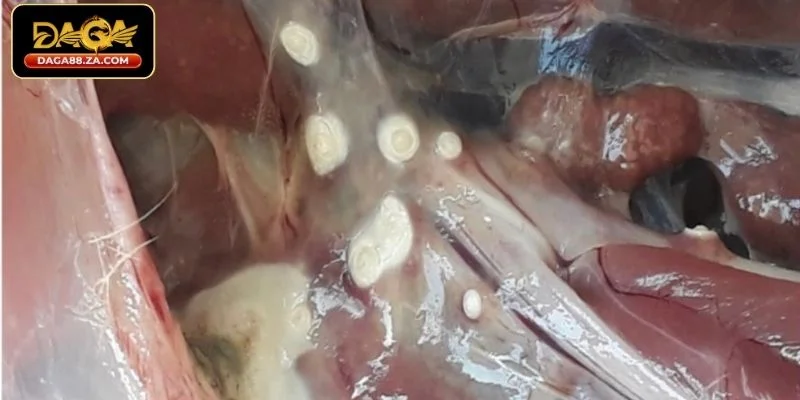 Chia sẻ cách phòng ngừa bệnh nấm ở gà đá từ chuyên gia