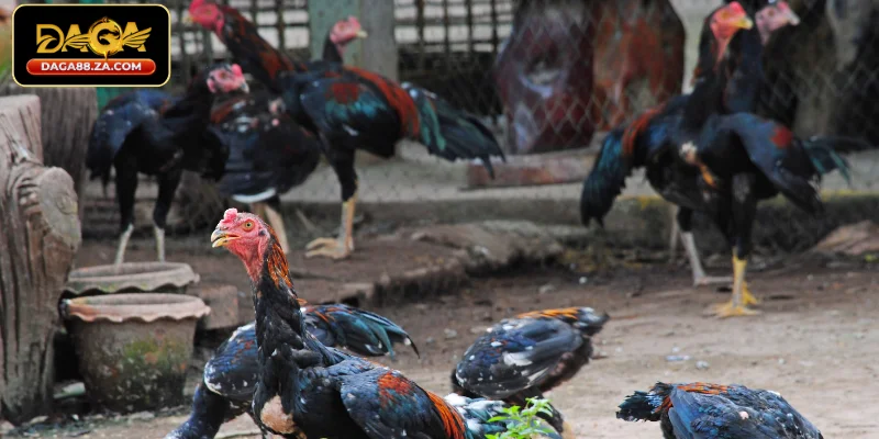 Cho gà ăn gì trước khi đá để giữ sung mãn