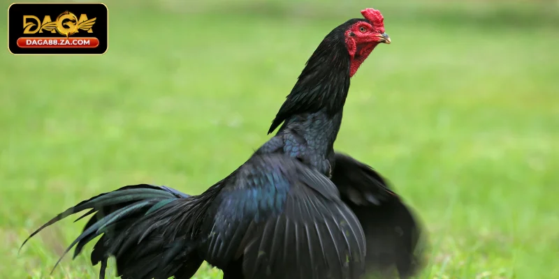 Dấu hiệu nhận biết tướng gà không tốt cần tránh