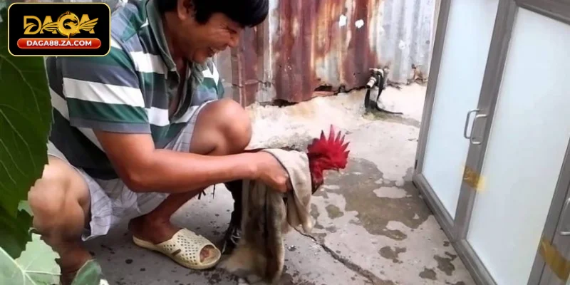 Điều cần lưu ý khi tắm cho gà cựa sắt