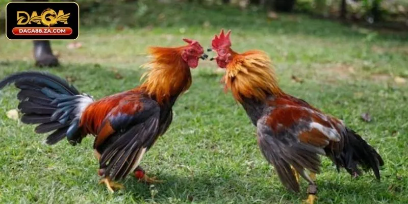 Điều kiện cần thiết để đặt cược trên DAGA88