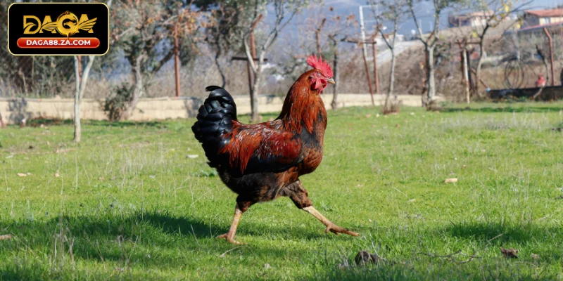 Dựa trên vóc dáng - Top những cách chọn gà cựa sắt hay