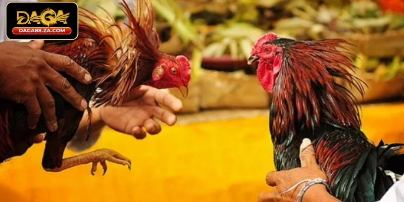 Giới thiệu DAGA88 là gì