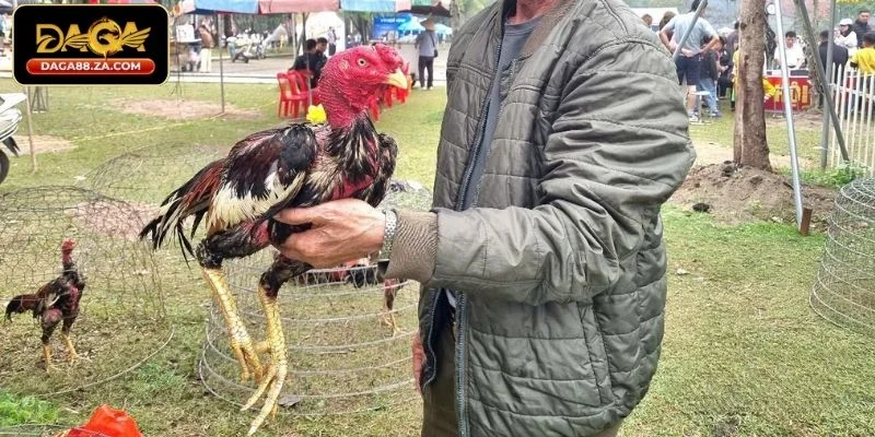 Huấn luyện gà đá là gì?