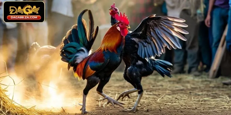 Hướng dẫn chi tiết cách đặt cược trên DAGA88