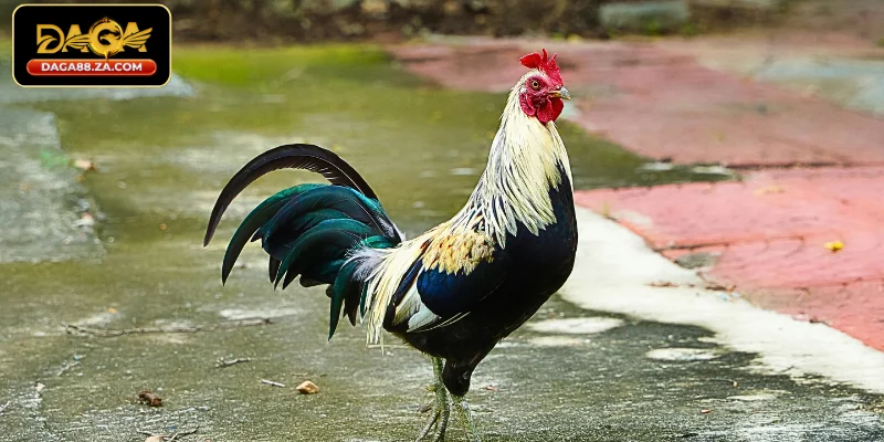 Hướng dẫn kỹ thuật xem mắt chiến kê tại DAGA88