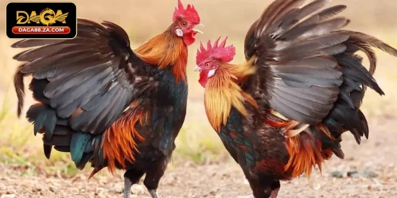 Khuyến mãi DAGA88 hoàn trả không giới hạn mỗi ngày