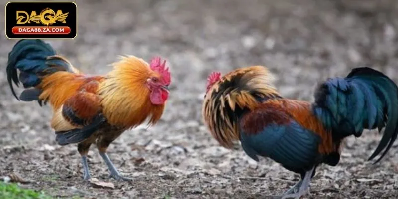 Khuyến mãi DAGA88 thưởng chào mừng dành cho tân thủ