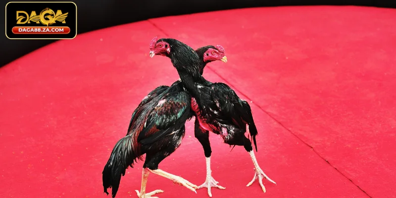 Kiểm soát hiệu quả ngân sách cá cược tại DAGA88