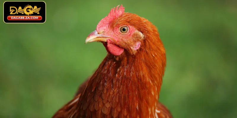 Lợi ích của việc xem tướng khi chọn chiến kê