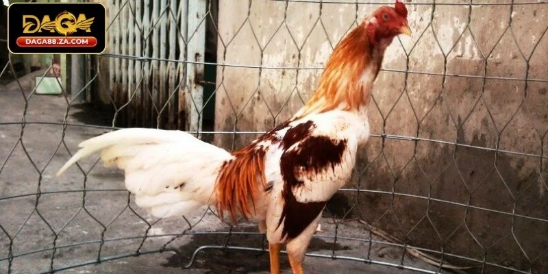 Lưu ý cần nắm trong cách chọn gà đá theo màu lông