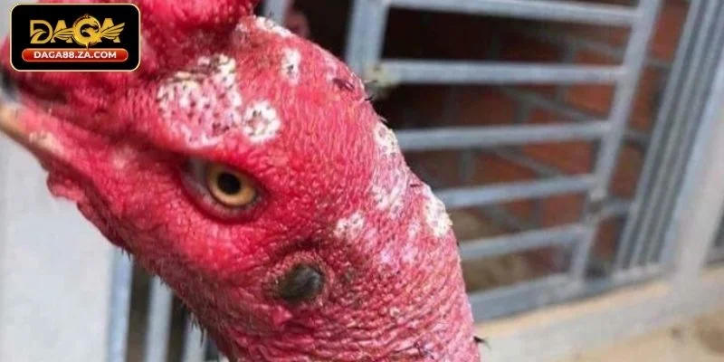 Nguyên nhân dẫn đến bệnh nấm ở gà chọi