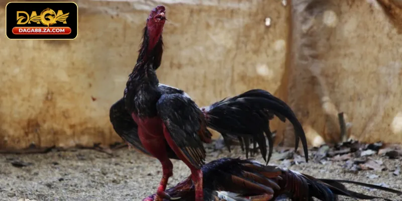 Nhóm bệnh ký sinh trùng và các vấn đề tiêu hóa