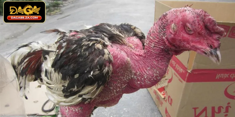 Nhóm các loại bệnh ở gà do Vi khuẩn