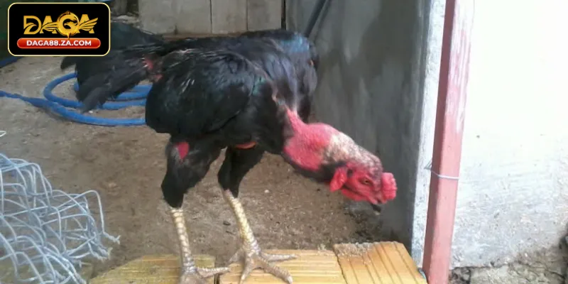 Nhóm các loại bệnh ở gà do Virus (Cực kỳ nguy hiểm)