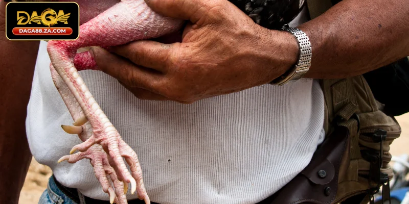 Những điều cần lưu ý khi chọn vảy gà đá tại DAGA88