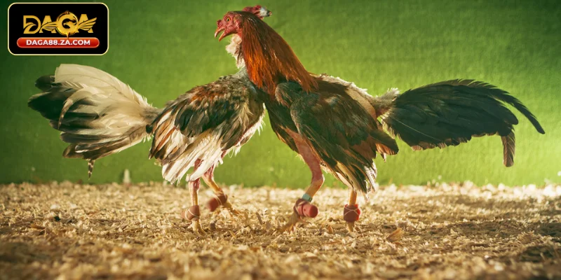 Phòng bệnh cho gà chọi để lực đá không bị giảm sút