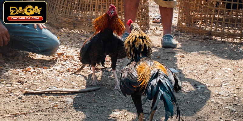 Sai lầm cần tránh khi tìm hiểu cách nuôi gà đá chân mạnh