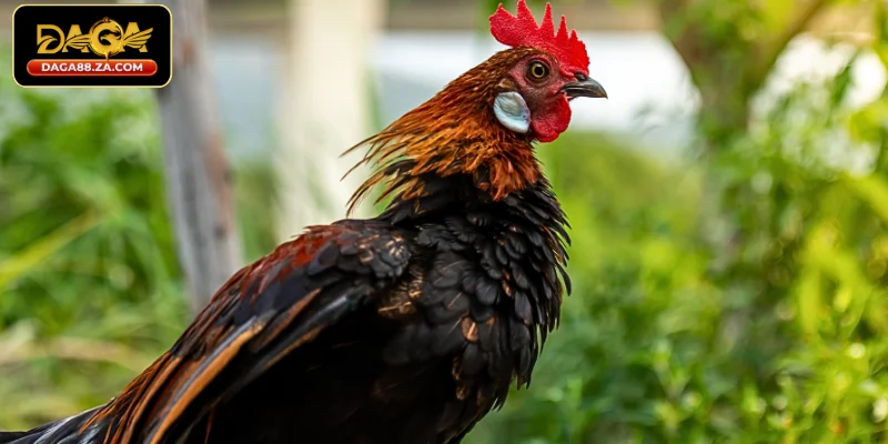 Sức khỏe và độ bền bỉ