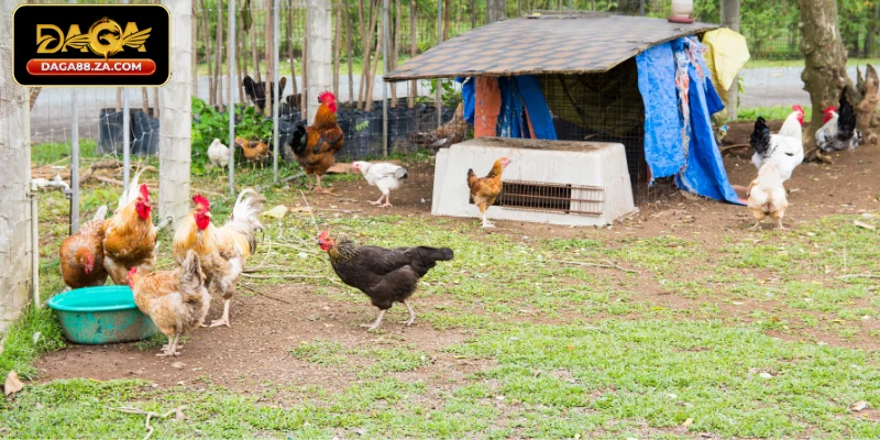Tại sao cần làm chuồng cho gà đá đúng cách