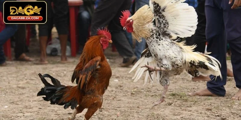 Tại sao cần phân tích kèo đá gà cho chuẩn?