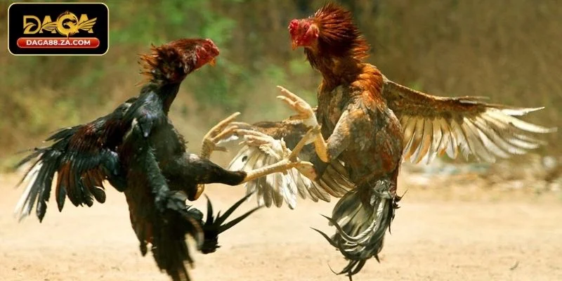 Tại sao nên biết cách chọn gà đá theo màu lông?