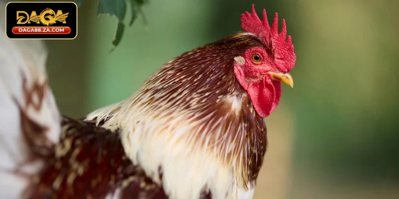 Tầm quan trọng của cách xem mắt gà đá cựa sắt