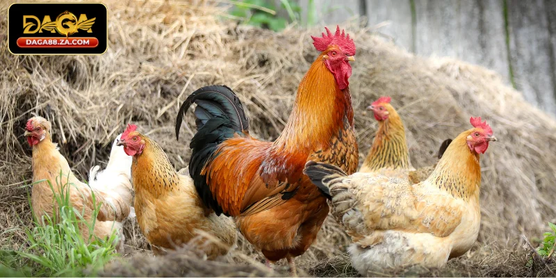 Tầm quan trọng của thuốc xổ giun cho gà đá