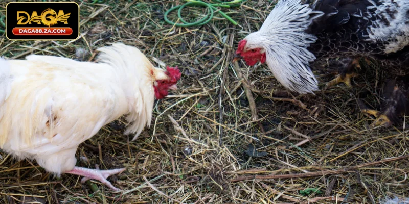 Tận dụng kinh nghiệm cá cược đá gà từ các chuyên gia trong cộng đồng