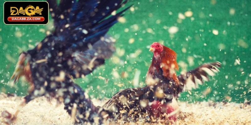 Thế nào là gà đá có lực