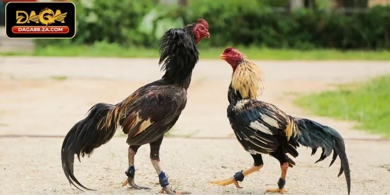 Thưởng nạp tiền hấp dẫn