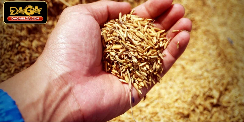 Tinh bột - Nguồn năng lượng chính cho gà đá