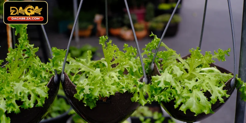 Tổng hợp thức ăn cho gà đá về nhóm hỗ trợ tiêu hóa