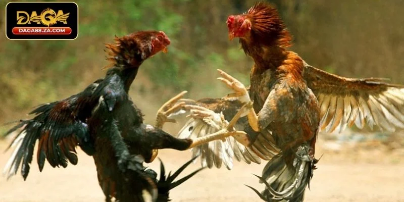 Ưu điểm khi chơi đá gà trên mạng tại DAGA88