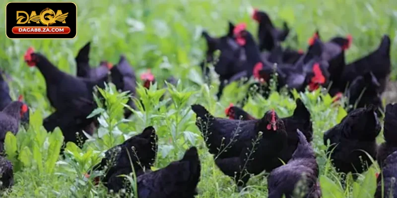 Ưu điểm vượt trội làm nên tên tuổi DAGA88