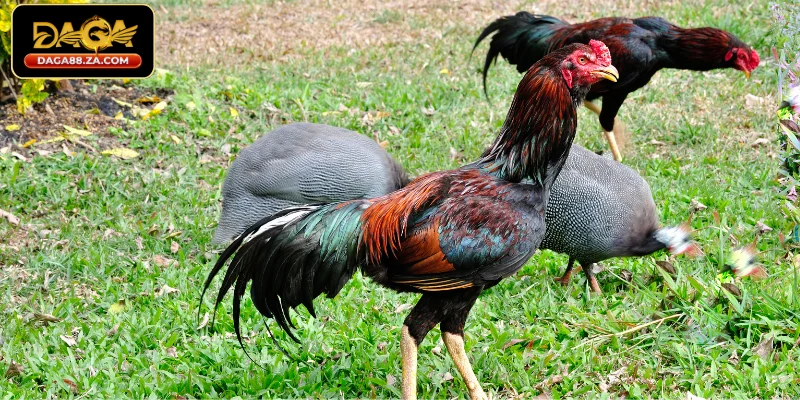 Vai trò của khẩu phần ăn trước khi đá