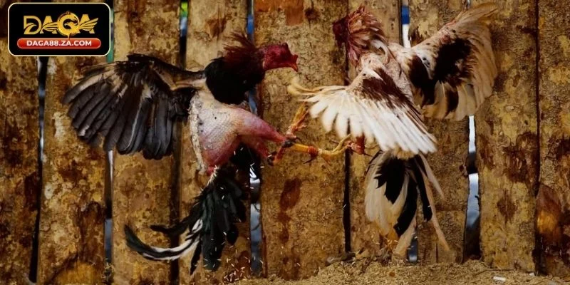 Vì sao cần huấn luyện gà chọi?